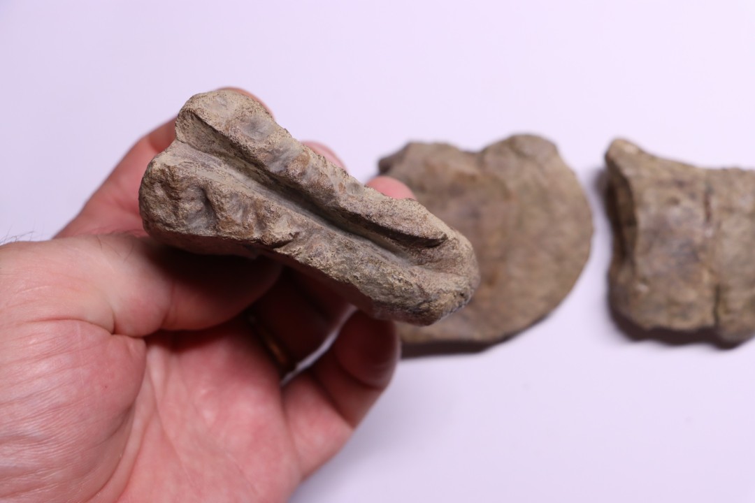 vertèbres cervicales de dinosaure Hypacrosaurus stebingeri  two medicine  Fmt  crétacé sup  Drumheller, Canada