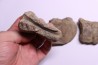 vertèbres cervicales de dinosaure Hypacrosaurus stebingeri two medicine Fmt crétacé sup Drumheller, Canada