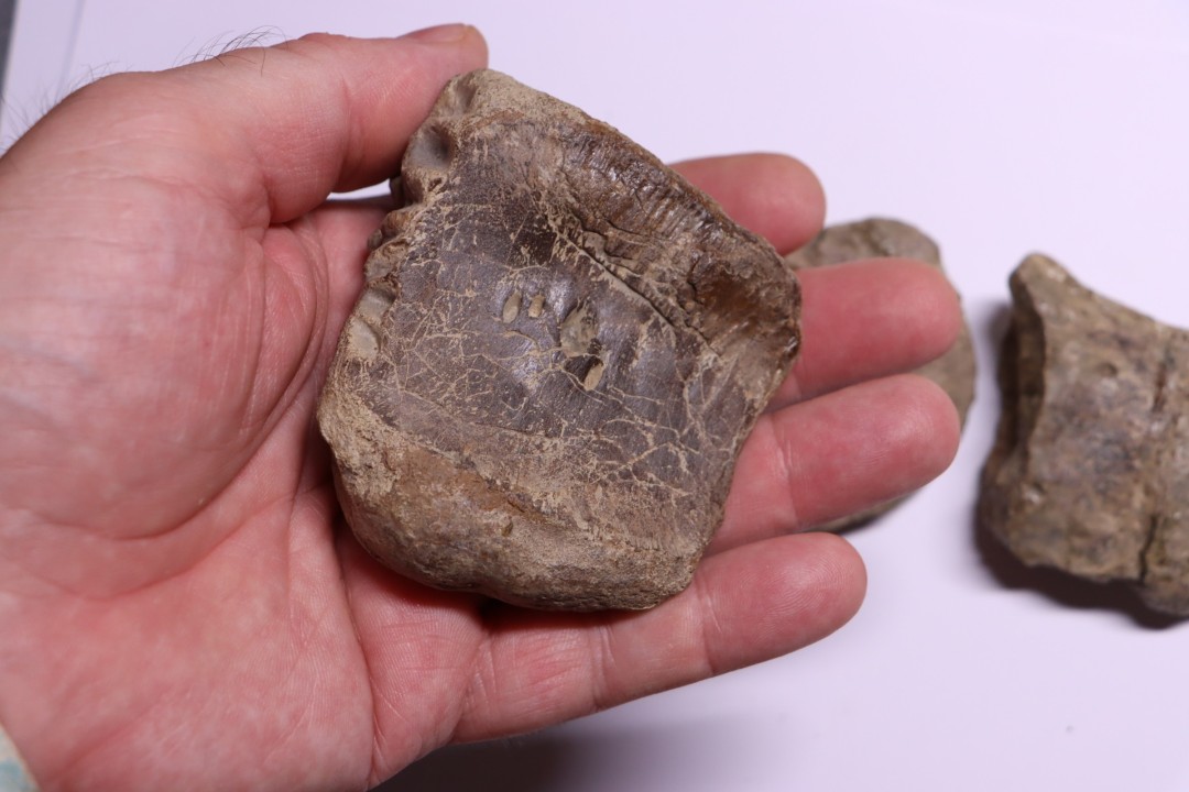vertèbres cervicales de dinosaure Hypacrosaurus stebingeri  two medicine  Fmt  crétacé sup  Drumheller, Canada