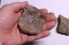 vertèbres cervicales de dinosaure Hypacrosaurus stebingeri two medicine Fmt crétacé sup Drumheller, Canada