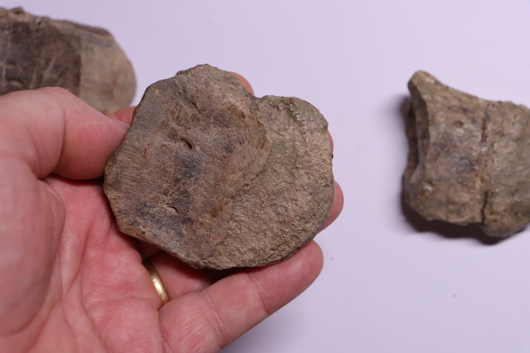 vertèbres cervicales de dinosaure Hypacrosaurus stebingeri  two medicine  Fmt  crétacé sup  Drumheller, Canada