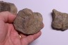vertèbres cervicales de dinosaure Hypacrosaurus stebingeri two medicine Fmt crétacé sup Drumheller, Canada