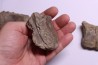 vertèbres cervicales de dinosaure Hypacrosaurus stebingeri two medicine Fmt crétacé sup Drumheller, Canada