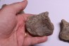 vertèbres cervicales de dinosaure Hypacrosaurus stebingeri two medicine Fmt crétacé sup Drumheller, Canada
