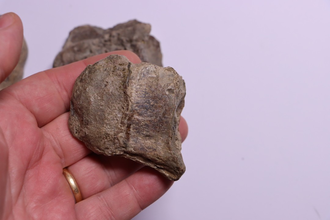 vertèbres cervicales de dinosaure Hypacrosaurus stebingeri  two medicine  Fmt  crétacé sup  Drumheller, Canada