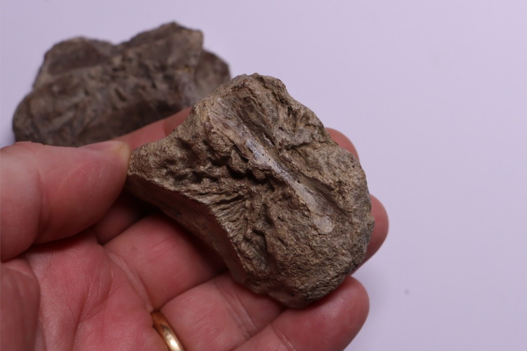 vertèbres cervicales de dinosaure Hypacrosaurus stebingeri  two medicine  Fmt  crétacé sup  Drumheller, Canada