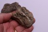 vertèbres cervicales de dinosaure Hypacrosaurus stebingeri two medicine Fmt crétacé sup Drumheller, Canada