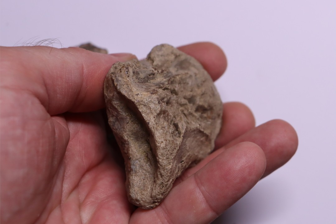 vertèbres cervicales de dinosaure Hypacrosaurus stebingeri  two medicine  Fmt  crétacé sup  Drumheller, Canada