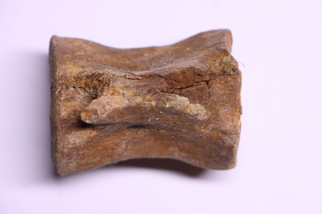 vertebra dinosaur  Pachycephalosaurus Grangeri