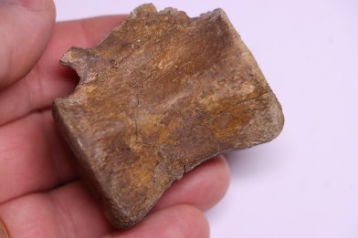 vertebra dinosaur  Pachycephalosaurus Grangeri