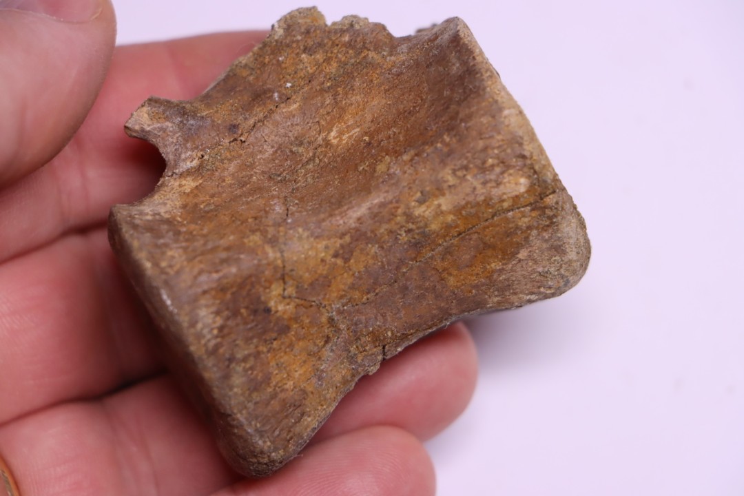 vertebra dinosaur  Pachycephalosaurus Grangeri