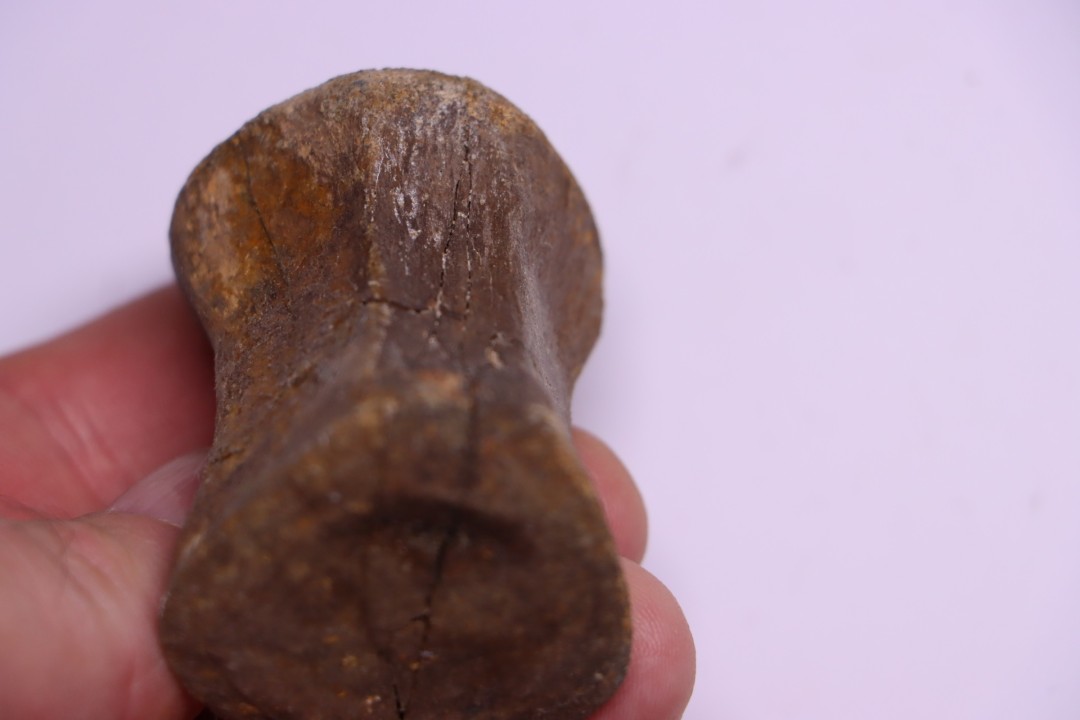 vertebra dinosaur  Pachycephalosaurus Grangeri