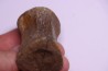 vertebra dinosaur Pachycephalosaurus Grangeri