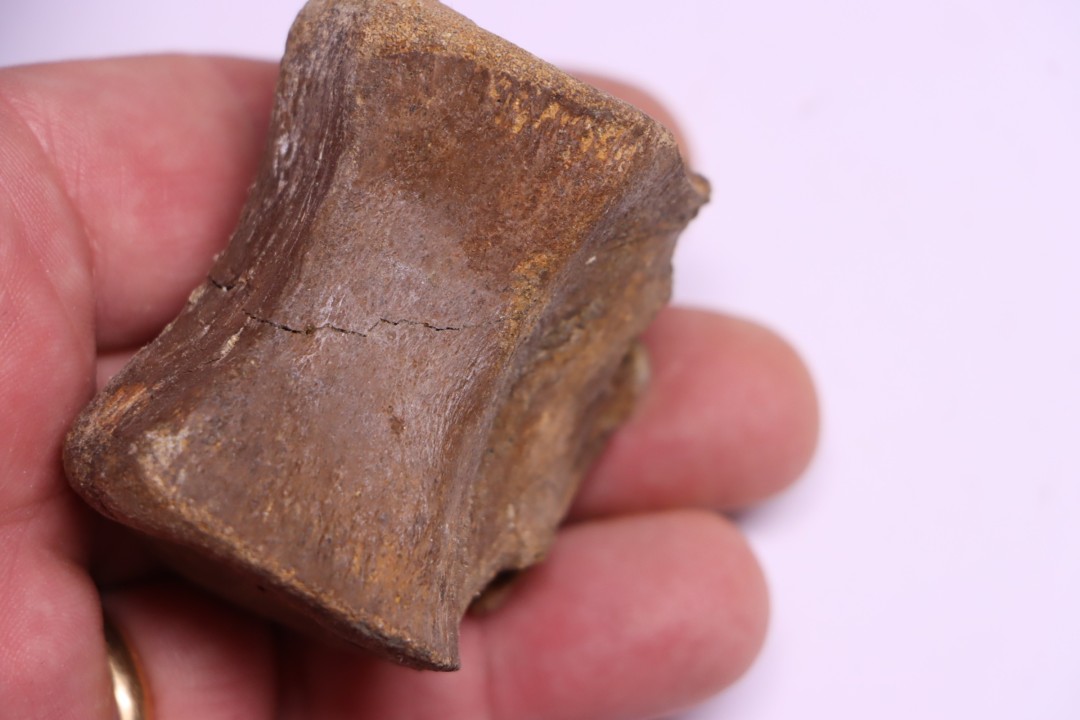 vertebra dinosaur  Pachycephalosaurus Grangeri