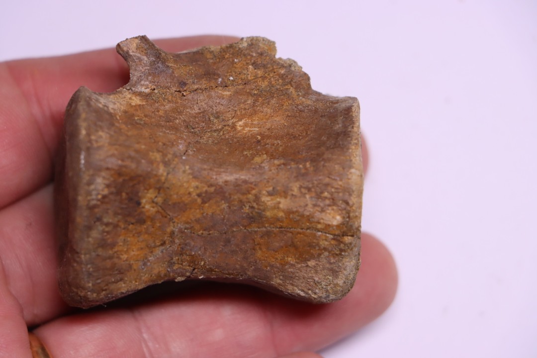 vertebra dinosaur  Pachycephalosaurus Grangeri