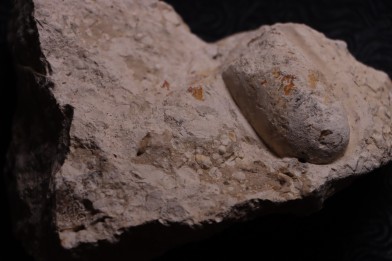 CROCODIL EGG: CROCODILIENOVUM BUXOWILLANUM - Lutetian - Bouxwiller - FRANCE