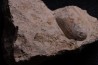 OEUF DE CROCODILE: CROCODILIENOVUM BUXOWILLANUM - Lutetien - Bouxwiller - FRANCE