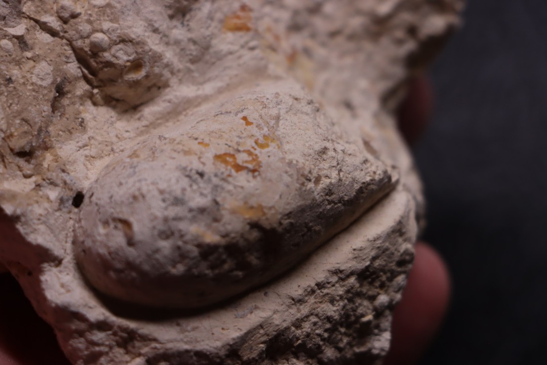 CROCODIL EGG: CROCODILIENOVUM BUXOWILLANUM - Lutetian - Bouxwiller - FRANCE