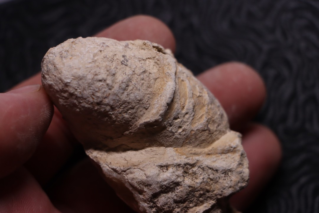 CROCODIL EGG: CROCODILIENOVUM MAJOR - Lutetian - Bouxwiller - FRANCE
