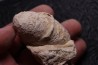 CROCODIL EGG: CROCODILIENOVUM MAJOR - Lutetian - Bouxwiller - FRANCE
