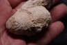 CROCODIL EGG: CROCODILIENOVUM MAJOR - Lutetian - Bouxwiller - FRANCE