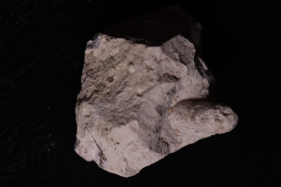 OEUF DE SERPENT:  OPHIDIENOVUM sp. - Lutetien - Bouxwiller - FRANCE