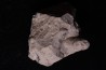 SNAKE EGG: OPHIDIENOVUM sp. - Lutetian - Bouxwiller - FRANCE