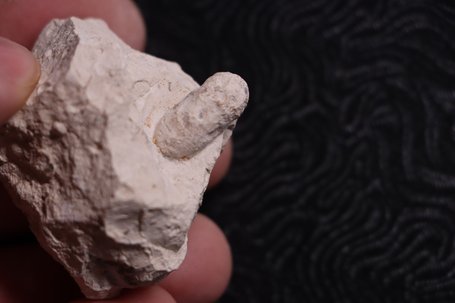 SNAKE EGG: OPHIDIENOVUM sp. - Lutetian - Bouxwiller - FRANCE