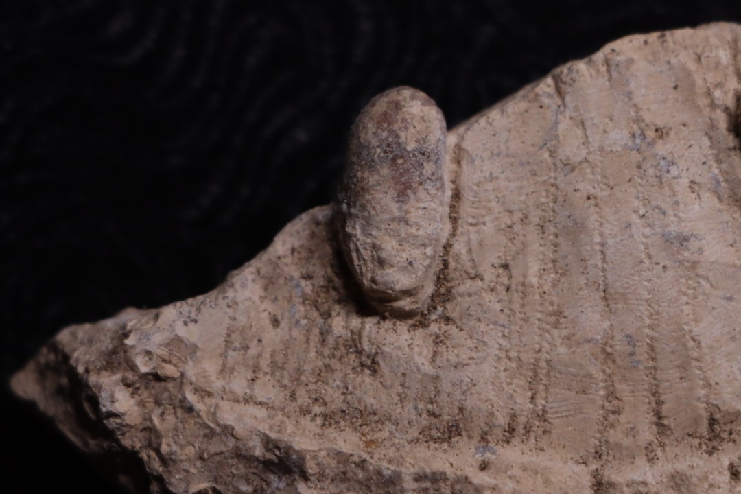 SNAKE EGG:  OPHIDIENOVUM sp. - Lutetian - Bouxwiller - FRANCE