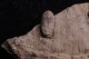SNAKE EGG:  OPHIDIENOVUM sp. - Lutetian - Bouxwiller - FRANCE
