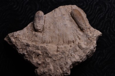 SNAKE EGG:  OPHIDIENOVUM sp. - Lutetian - Bouxwiller - FRANCE
