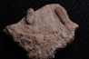SNAKE EGG:  OPHIDIENOVUM sp. - Lutetian - Bouxwiller - FRANCE