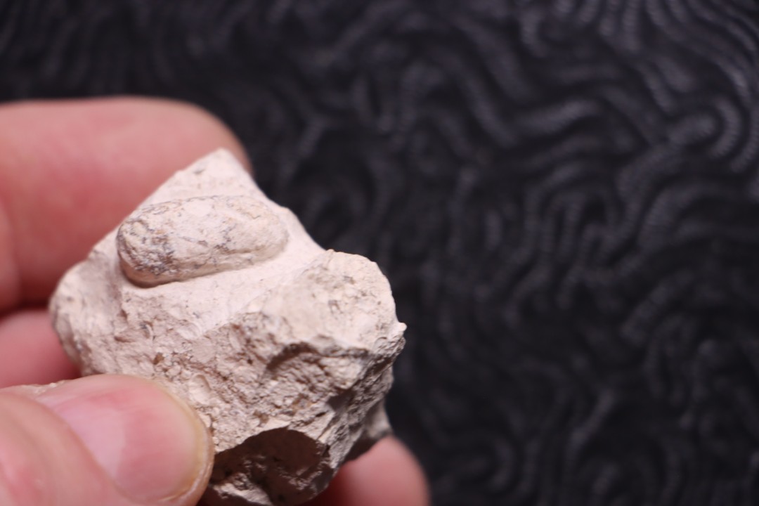 SNAKE EGG:  OPHIDIENOVUM sp. - Lutetian - Bouxwiller - FRANCE