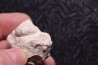 OEUF DE SERPENT: OPHIDIENOVUM sp. - Lutetien - Bouxwiller - FRANCE