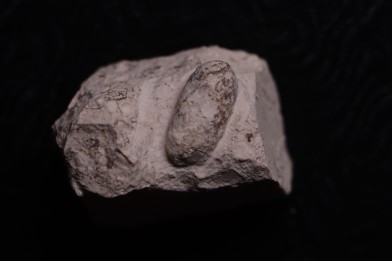 SNAKE EGG:  OPHIDIENOVUM sp. - Lutetian - Bouxwiller - FRANCE