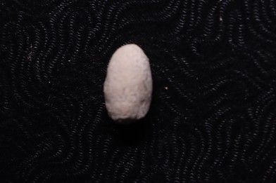 SNAKE EGG:  OPHIDIENOVUM sp. - Lutetian - Bouxwiller - FRANCE