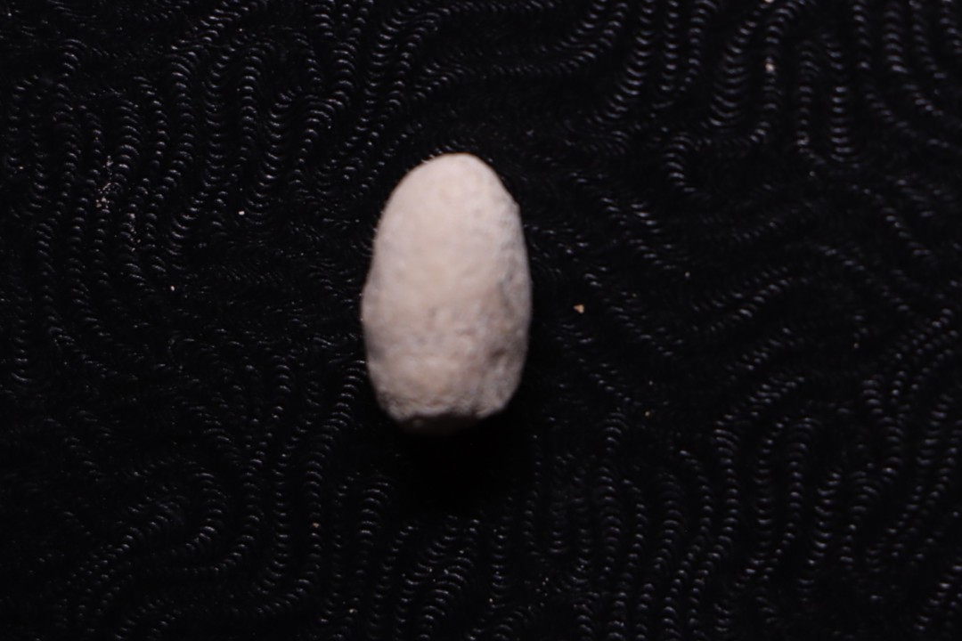 SNAKE EGG:  OPHIDIENOVUM sp. - Lutetian - Bouxwiller - FRANCE