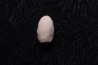 SNAKE EGG:  OPHIDIENOVUM sp. - Lutetian - Bouxwiller - FRANCE