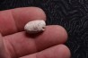 SNAKE EGG:  OPHIDIENOVUM sp. - Lutetian - Bouxwiller - FRANCE