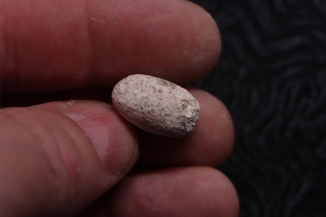 SNAKE EGG:  OPHIDIENOVUM sp. - Lutetian - Bouxwiller - FRANCE