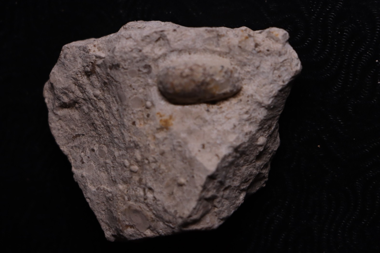 SNAKE EGG: OPHIDIENOVUM sp. - Lutetian - Bouxwiller - FRANCE