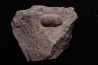 SNAKE EGG: OPHIDIENOVUM sp. - Lutetian - Bouxwiller - FRANCE