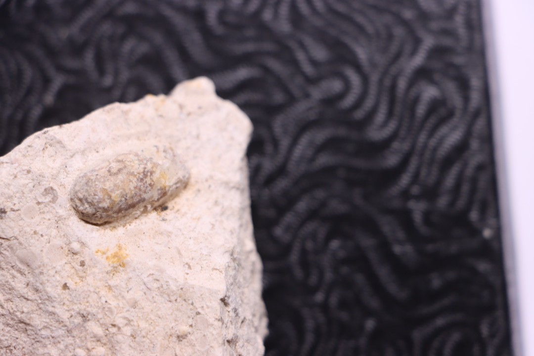 SNAKE EGG:  OPHIDIENOVUM sp. - Lutetian - Bouxwiller - FRANCE