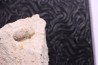 SNAKE EGG: OPHIDIENOVUM sp. - Lutetian - Bouxwiller - FRANCE