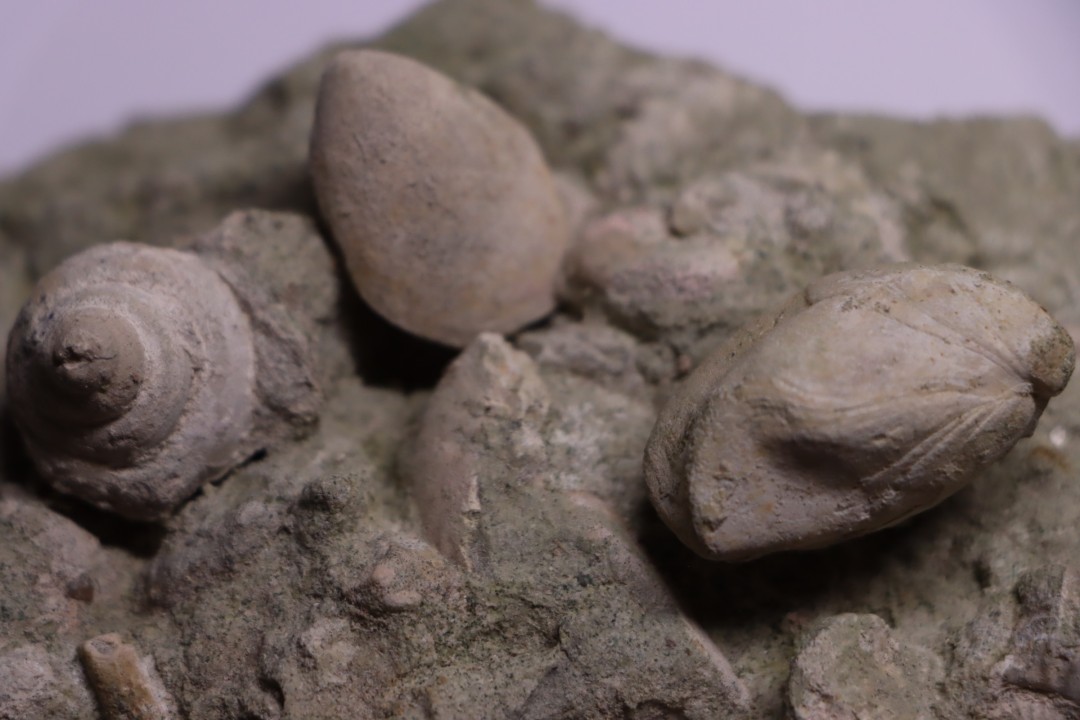 nautile:  EUTREPHOCERAS BOUCHARDIANUM Albien moyen  - carriere Courcelles,  Troyes, Aube, FRANCE