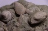 nautile:  EUTREPHOCERAS BOUCHARDIANUM Albien moyen  - carriere Courcelles,  Troyes, Aube, FRANCE