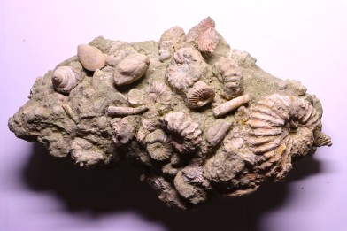 nautile:  EUTREPHOCERAS BOUCHARDIANUM Albien moyen  - carriere Courcelles,  Troyes, Aube, FRANCE