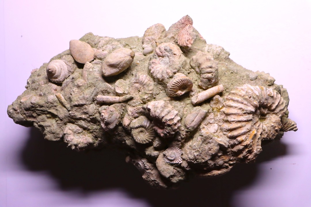 nautile:  EUTREPHOCERAS BOUCHARDIANUM Albien moyen  - carriere Courcelles,  Troyes, Aube, FRANCE