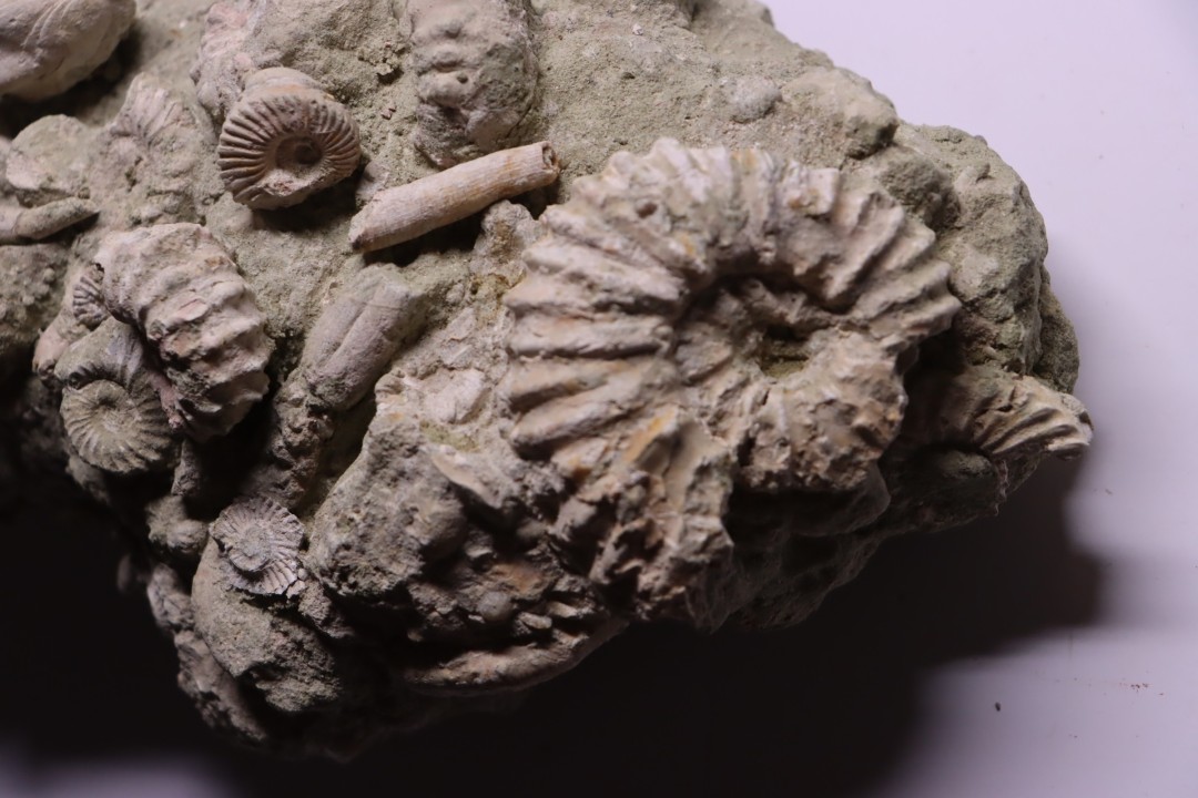 nautile:  EUTREPHOCERAS BOUCHARDIANUM Albien moyen  - carriere Courcelles,  Troyes, Aube, FRANCE