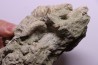 nautile:  EUTREPHOCERAS BOUCHARDIANUM Albien moyen  - carriere Courcelles,  Troyes, Aube, FRANCE